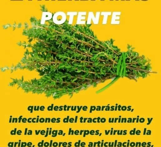 ¡Hervir 5 ramas de romero te librará de más de un problema!