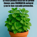 Planta que Puede Reparar Casi al Instante tu Hígado