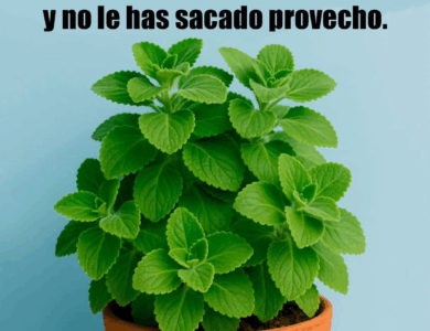 Planta que Puede Reparar Casi al Instante tu Hígado Planta que Puede Reparar Casi al Instante tu Hígado