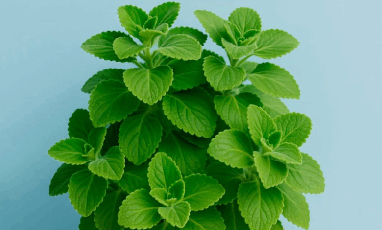 Planta que Puede Reparar Casi al Instante tu Hígado