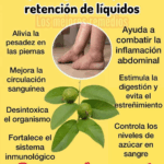 Hojas de Guayaba para la Retención de Líquidos