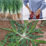 BENEFICIOS DE LA HIERBA DE GANSO -PATA DE GALLINA-