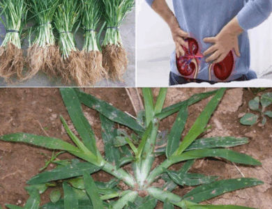 BENEFICIOS DE LA HIERBA DE GANSO -PATA DE GALLINA- BENEFICIOS DE LA HIERBA DE GANSO -PATA DE GALLINA-