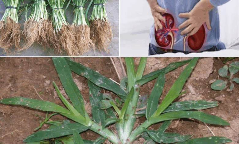 BENEFICIOS DE LA HIERBA DE GANSO -PATA DE GALLINA-