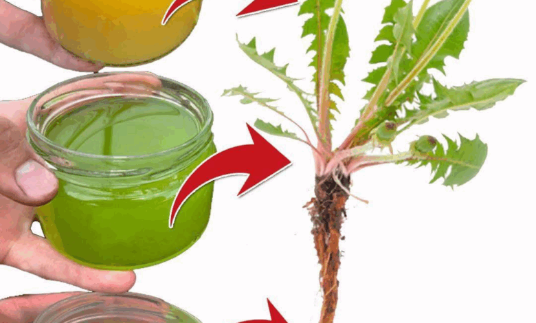 Beneficios del Diente de León, Para Qué se Usa (y Cómo Consumir)