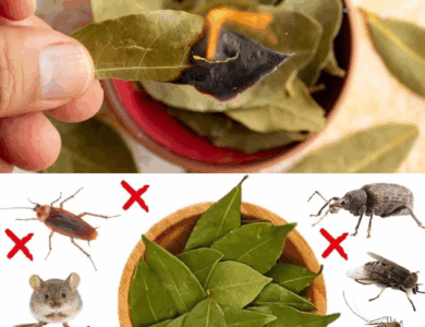 Hojas de laurel: el secreto natural para mantener tu hogar libre de plagas
