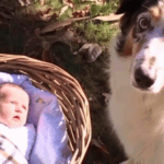 Escuché a mi perro ladrar en el patio trasero: ¡Lo que encontré me dejó sin palabras! Escuché a mi perro ladrar en el patio trasero: ¡Lo que encontré me dejó sin palabras!