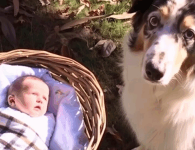 Escuché a mi perro ladrar en el patio trasero: ¡Lo que encontré me dejó sin palabras!