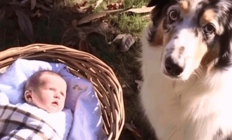 Escuché a mi perro ladrar en el patio trasero: ¡Lo que encontré me dejó sin palabras!