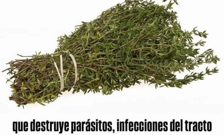 Elimina infecciones y fortalece tu sistema inmune con infusión de romero