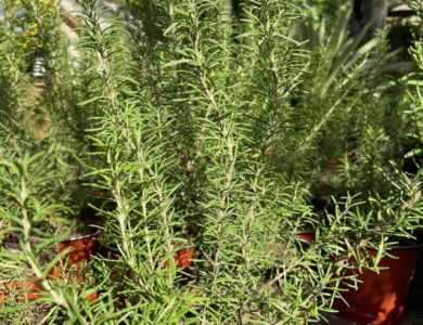 El romero: una hierba milenaria con grandes beneficios para tu salud