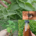 El secreto para cuidar tus ojos y mejorar tu visión: Orégano para la vista