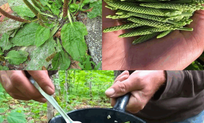 Una de las mejores plantas medicinales: Plantago major (Llantén mayor)