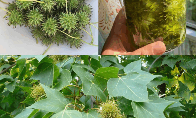 Liquidámbar americano: beneficios para tu salud y cómo usarlo en casa