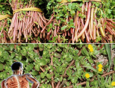 La verdolaga: mejor que comer siete carnes