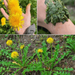 ¿Por qué debes consumir diente de león?