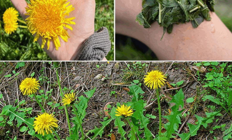 ¿Por qué debes consumir diente de león?