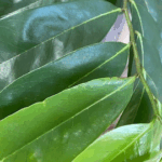 Hojas Milagrosas: Té de Guanábana Hojas Milagrosas: Té de Guanábana