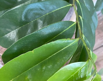 Hojas Milagrosas: Té de Guanábana