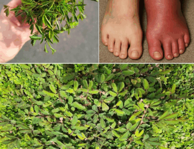 Descubre todos los beneficios de la Mimosa pudica