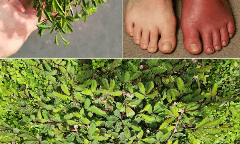 Descubre todos los beneficios de la Mimosa pudica