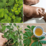 Descubre todos los beneficios de la Mimosa pudica