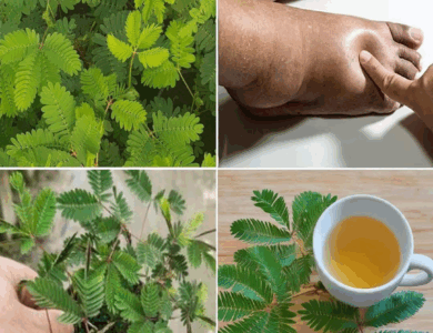 Descubre todos los beneficios de la Mimosa pudica