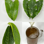 Infusión natural de hojas para apoyar la salud