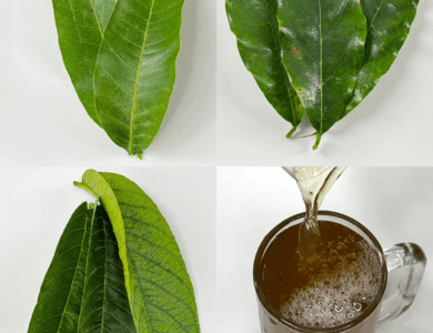 Infusión natural de hojas para apoyar la salud