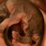 Un hombre rescató a un extraño animal bebé: ¡Nadie pensó que crecería de esta manera!