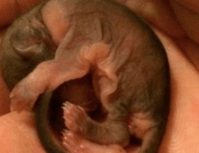 Un hombre rescató a un extraño animal bebé: ¡Nadie pensó que crecería de esta manera! Un hombre rescató a un extraño animal bebé: ¡Nadie pensó que crecería de esta manera!