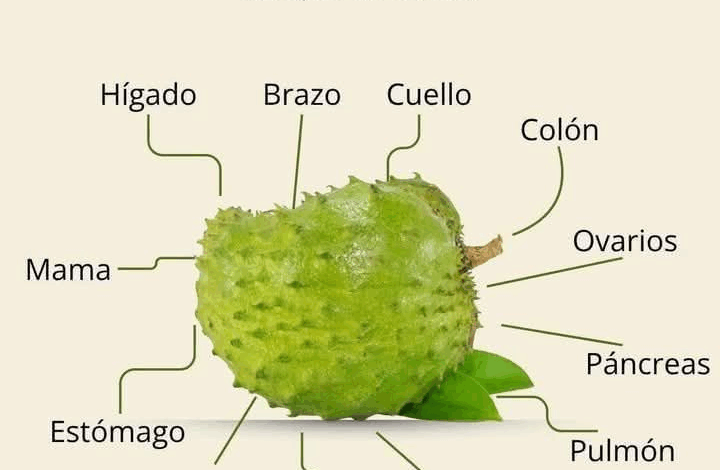 Guanábana: Una Fruta Tropical con Poder Medicinal