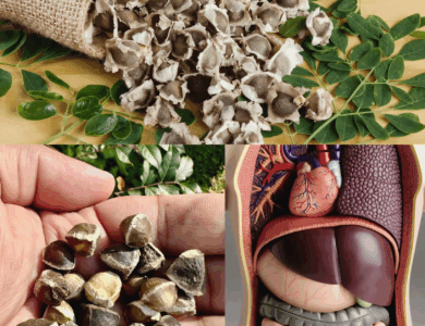 Semillas de Moringa: Para Qué Sirven y Cómo Usarlas Semillas de Moringa: Para Qué Sirven y Cómo Usarlas