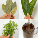 Las hojas que curan todo: diabetes, presión alta, cáncer y más