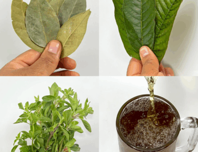 Las hojas que curan todo: diabetes, presión alta, cáncer y más Las hojas que curan todo: diabetes, presión alta, cáncer y más