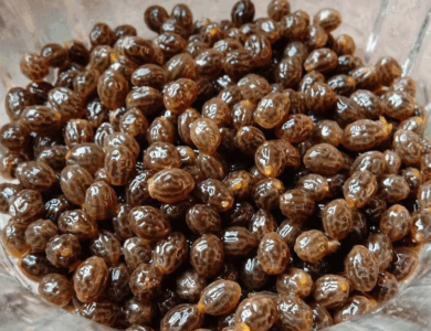 Cómo comer semillas de papaya: un superalimento desconocido que regula el azúcar, cuida el hígado y desparasita naturalmente