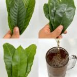 La infusión que el Dr. Frank Suárez recomendó para diabetes, cáncer, presión alta y mala circulación — ¡Sin medicamentos costosos!