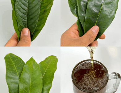 La infusión que el Dr. Frank Suárez recomendó para diabetes, cáncer, presión alta y mala circulación — ¡Sin medicamentos costosos!