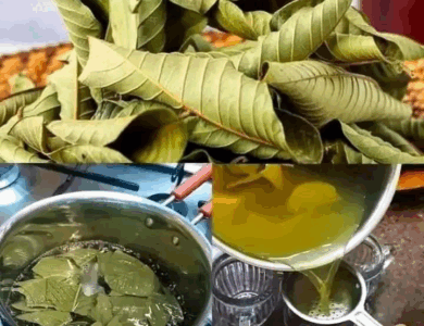 Beneficios Sorprendentes de la Hoja de Guayaba