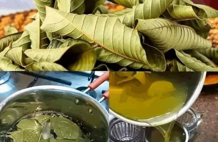 Beneficios Sorprendentes de la Hoja de Guayaba