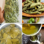 Té de Hojas de Guayaba: El Secreto Natural para la Salud y el Bienestar Té de Hojas de Guayaba: El Secreto Natural para la Salud y el Bienestar