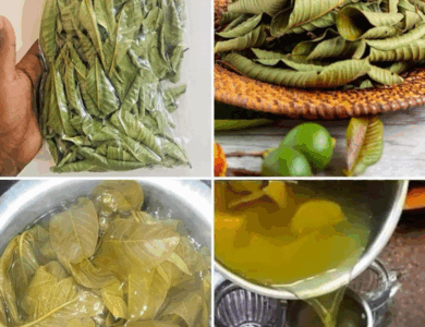 Té de Hojas de Guayaba: El Secreto Natural para la Salud y el Bienestar