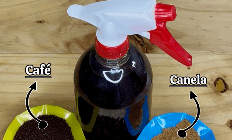 El Secreto Indio para Hacer Crecer el Cabello Rápido y Detener la Calvicie