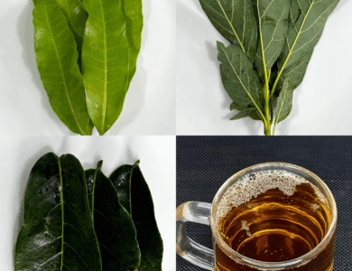 Infusión Natural de Aguacate, Mango, Guanábana y Cúrcuma: Un Tesoro de la Medicina Tradicional