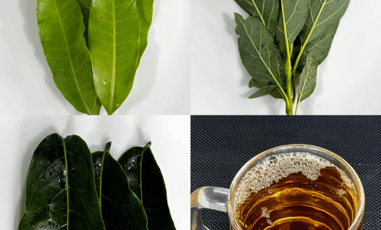 Infusión Natural de Aguacate, Mango, Guanábana y Cúrcuma: Un Tesoro de la Medicina Tradicional