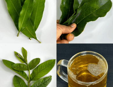 Infusión de Hojas de Guayaba, Guanábana y Mango con Cúrcuma