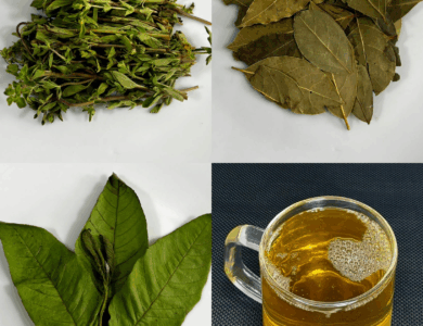 Infusión de Orégano, Laurel y Guayaba: Un Ritual Natural de Bienestar Infusión de Orégano, Laurel y Guayaba: Un Ritual Natural de Bienestar