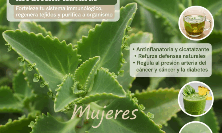 Kalanchoe: La Planta Milagrosa que Regenera, Desintoxica y Fortalece tu Cuerpo