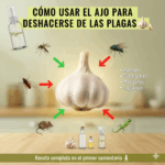 El Ajo: el secreto natural para mantener tu hogar libre de plagas El Ajo: el secreto natural para mantener tu hogar libre de plagas