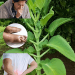 Kalanchoe pinnata: La Hoja Milagrosa que Cuida tu Salud de Forma Natural